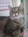 GAYA
