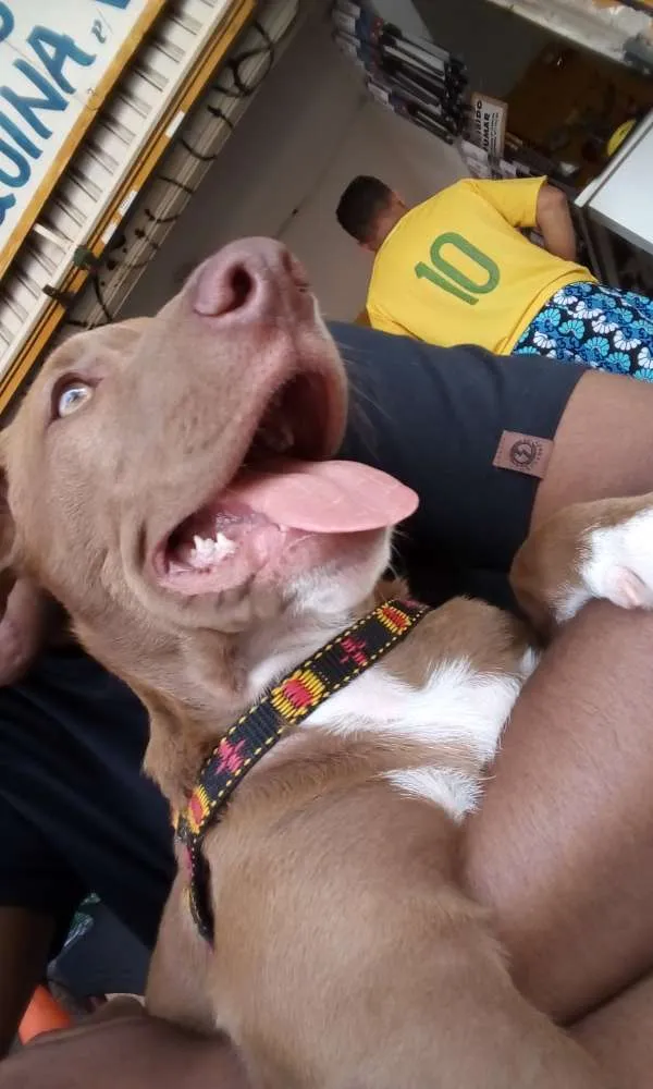 Cachorro raça SRD idade 2 a 6 meses nome Charlie