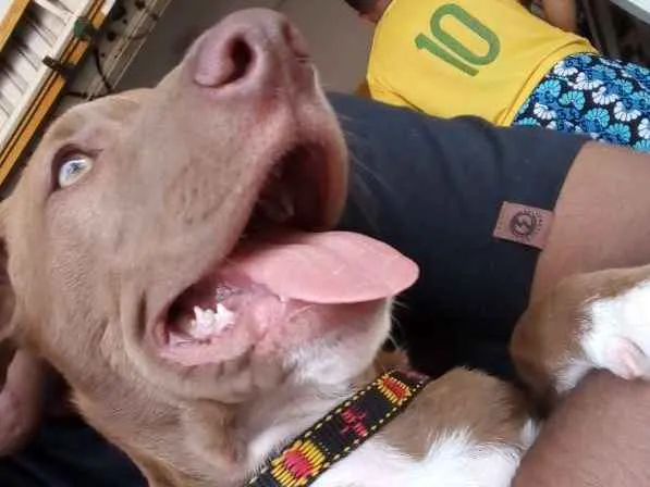 Cachorro raça SRD idade 2 a 6 meses nome Charlie