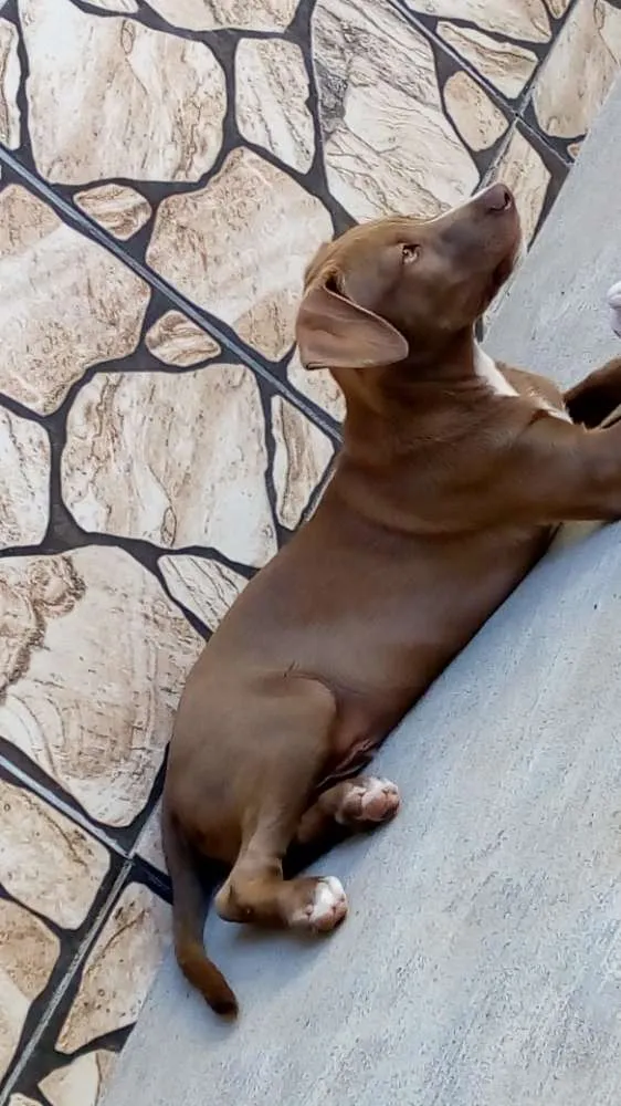 Cachorro raça SRD idade 2 a 6 meses nome Charlie