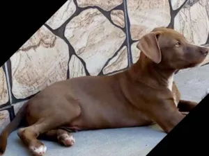 Cachorro raça SRD idade 2 a 6 meses nome Charlie