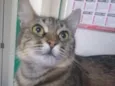 GAYA