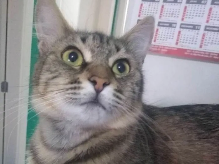 Gato ra a Sem raça definida idade 1 ano nome GAYA