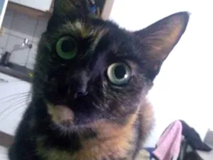 Gato raça Sem raça definida idade 3 anos nome Nina
