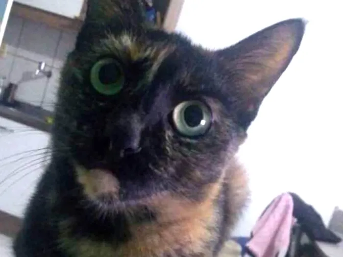 Gato ra a Sem raça definida idade 3 anos nome Nina