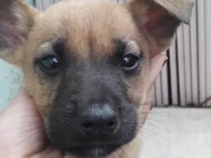 Cachorro raça SRD idade 2 a 6 meses nome Filhotes