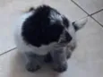 Bolinha