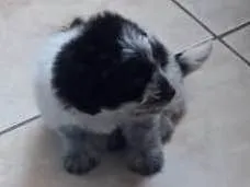 Cachorro ra a Mista idade 2 a 6 meses nome Bolinha