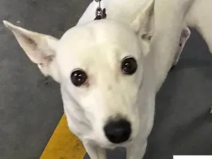 Cachorro raça  idade 4 anos nome Branquinha Pequena