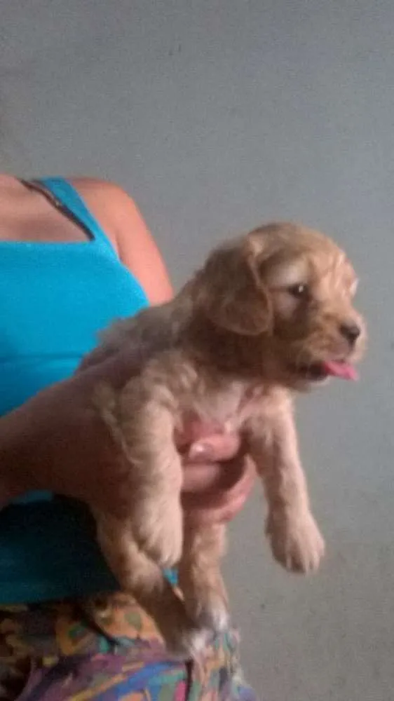 Cachorro ra a Puldo idade 7 a 11 meses nome Bob