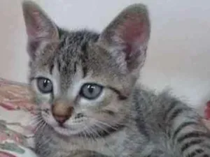 Gato raça  idade 2 a 6 meses nome ainda não demos