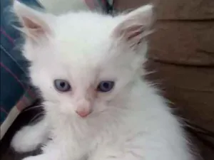 Gato raça  idade 2 a 6 meses nome Romeu