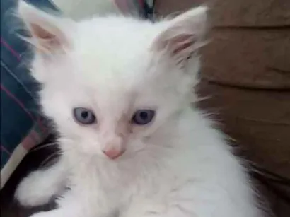 Gato raça  idade 2 a 6 meses nome Romeu