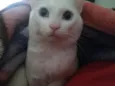 Thomas