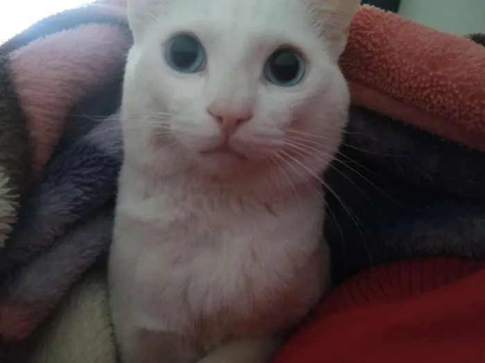 Gato ra a Sem raça definida idade 1 ano nome Thomas