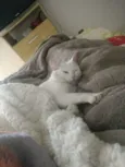 Thomas