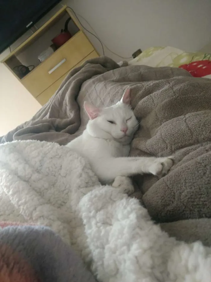 Gato ra a Sem raça definida idade 1 ano nome Thomas