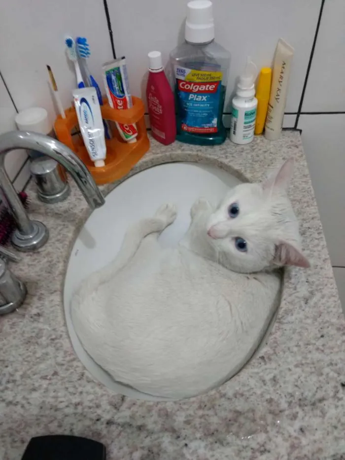 Gato ra a Sem raça definida idade 1 ano nome Thomas