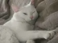 Thomas
