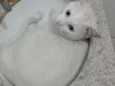Thomas