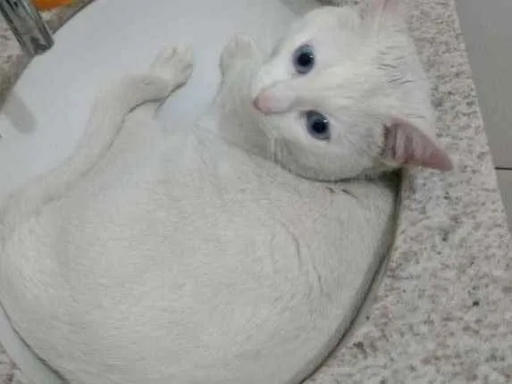 Gato ra a Sem raça definida idade 1 ano nome Thomas