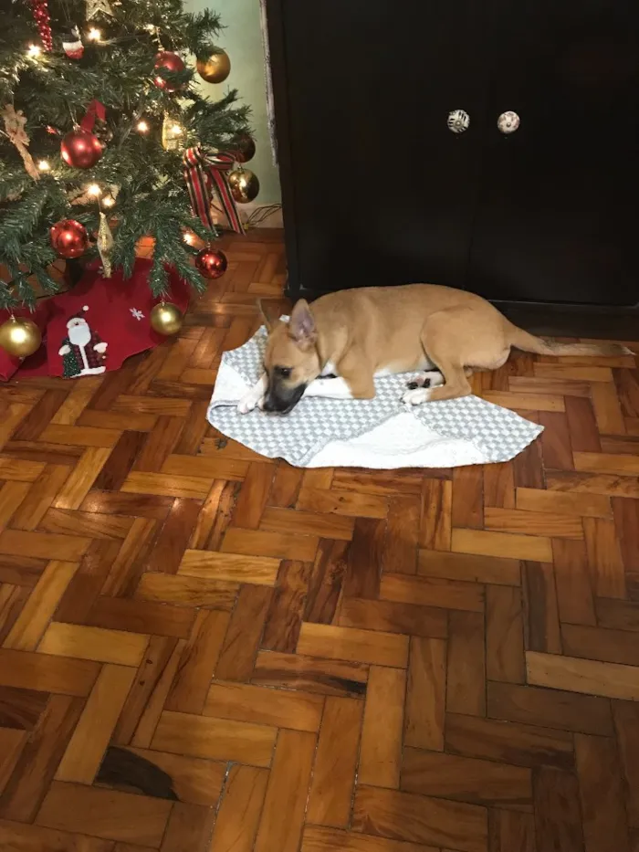 Cachorro ra a Vira lata idade 7 a 11 meses nome Lana