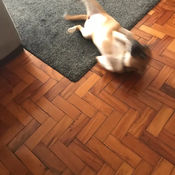 Cachorro ra a Vira lata idade 7 a 11 meses nome Lana
