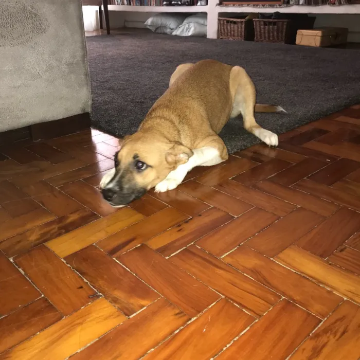 Cachorro ra a Vira lata idade 7 a 11 meses nome Lana