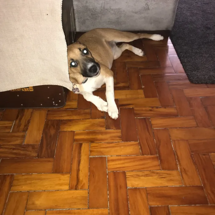 Cachorro ra a Vira lata idade 7 a 11 meses nome Lana