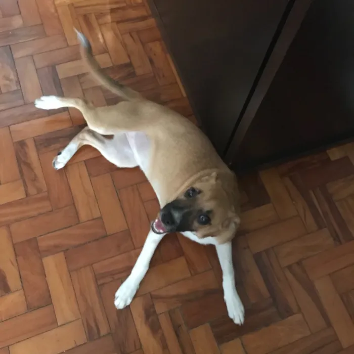 Cachorro ra a Vira lata idade 7 a 11 meses nome Lana