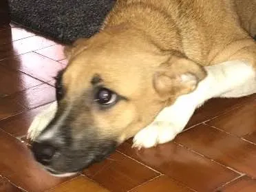 Cachorro ra a Vira lata idade 7 a 11 meses nome Lana