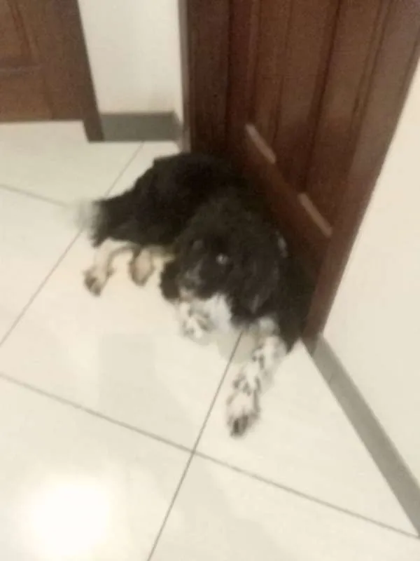 Cachorro raça Mestiço idade 3 anos nome Fredh