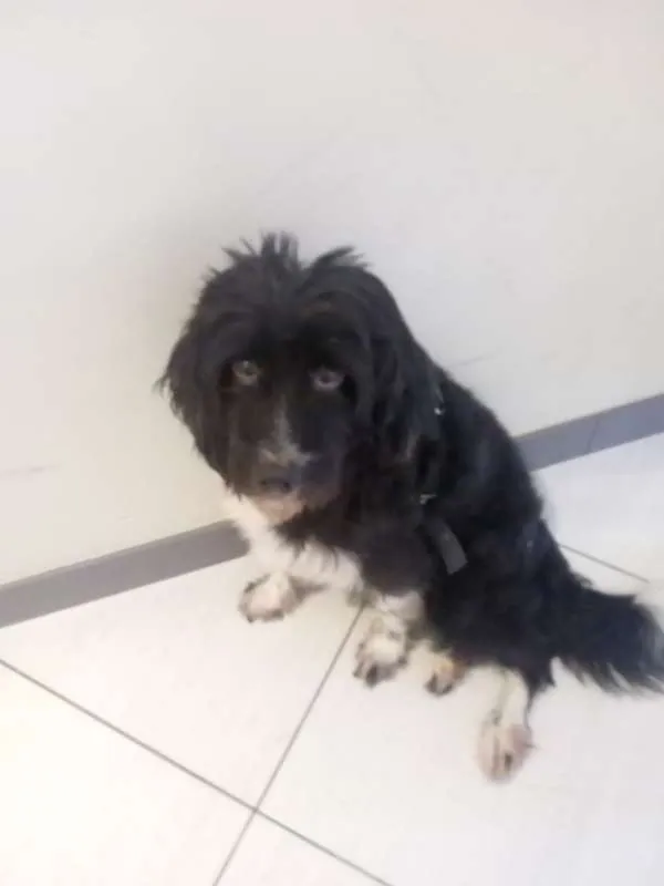 Cachorro raça Mestiço idade 3 anos nome Fredh