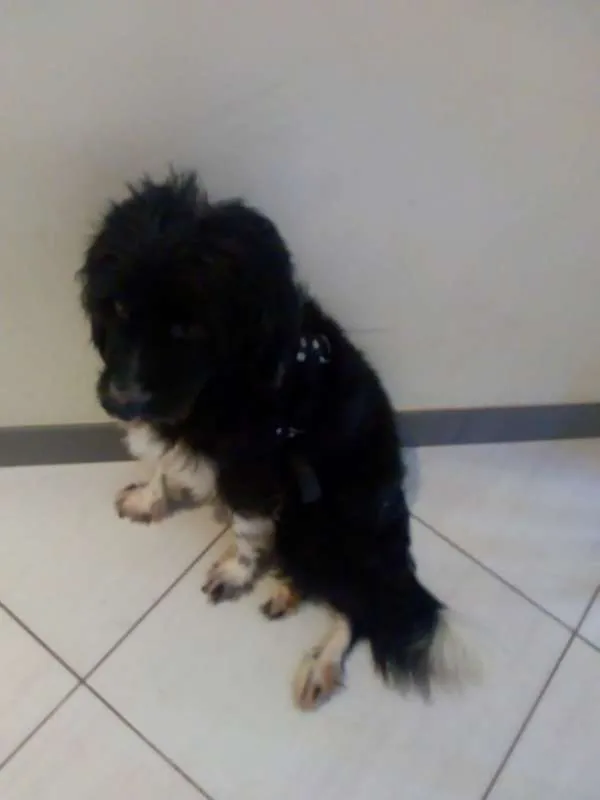 Cachorro raça Mestiço idade 3 anos nome Fredh