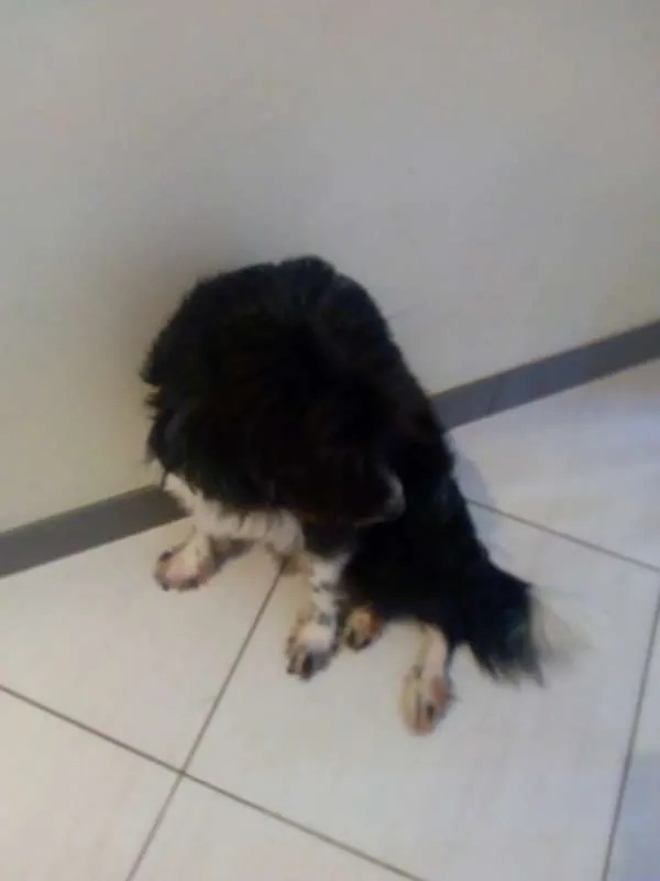 Cachorro raça Mestiço idade 3 anos nome Fredh