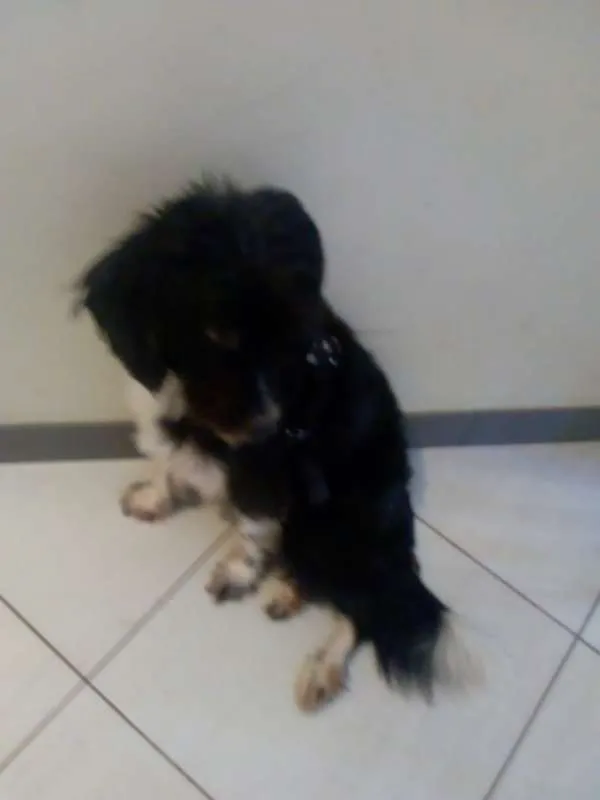 Cachorro raça Mestiço idade 3 anos nome Fredh