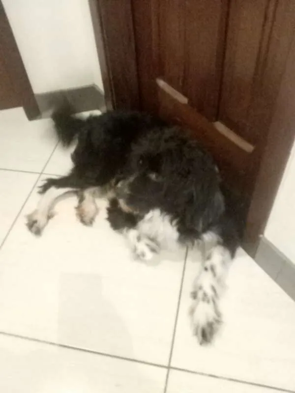 Cachorro raça Mestiço idade 3 anos nome Fredh