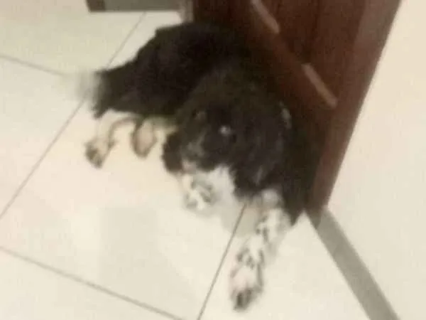 Cachorro raça Mestiço idade 3 anos nome Fredh
