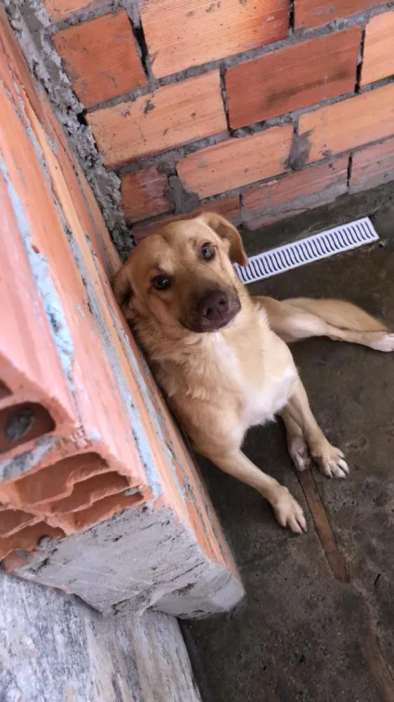 Cachorro ra a SRD idade 2 anos nome Zac