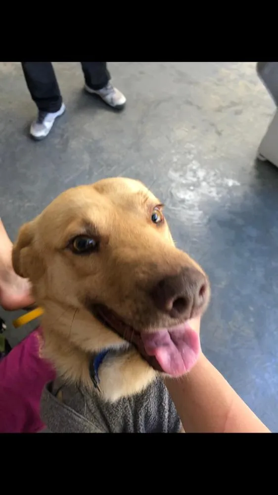 Cachorro ra a SRD idade 2 anos nome Zac