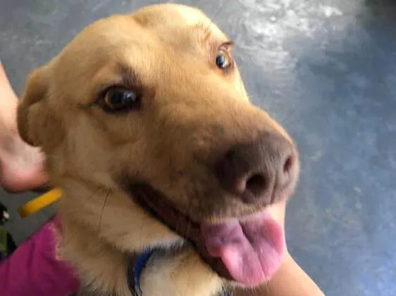 Cachorro ra a SRD idade 2 anos nome Zac