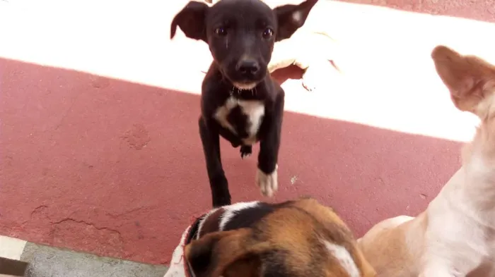Cachorro ra a Vira lata  idade Abaixo de 2 meses nome Myke Uvinha e lindão