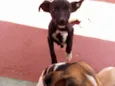 Myke Uvinha e lindão