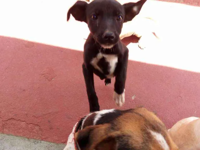 Cachorro ra a Vira lata  idade Abaixo de 2 meses nome Myke Uvinha e lindão