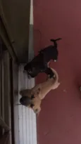 Myke Uvinha e lindão
