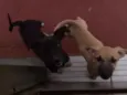 Myke Uvinha e lindão
