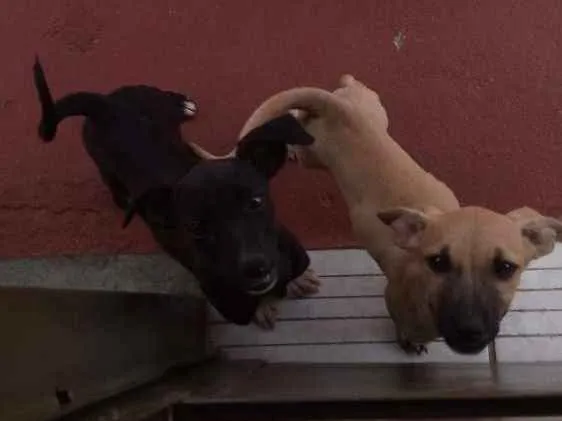 Cachorro ra a Vira lata  idade Abaixo de 2 meses nome Myke Uvinha e lindão