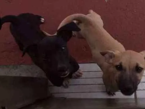 Cachorro ra a Vira lata  idade Abaixo de 2 meses nome Myke Uvinha e lindão