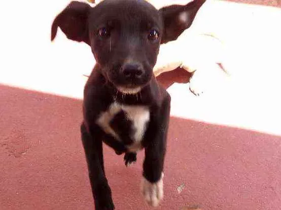 Cachorro ra a Vira lata  idade Abaixo de 2 meses nome Myke Uvinha e lindão