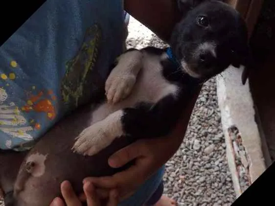 Cachorro ra a Vira lata  idade Abaixo de 2 meses nome Myke Uvinha e lindão